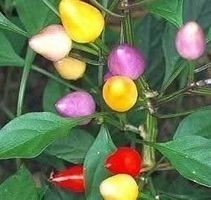 PIMENT ARC-EN-CIEL DE BOLIVIE ! RARE 20g