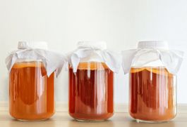Bio Kombucha Teepilz + Ansetzflüssigkeit