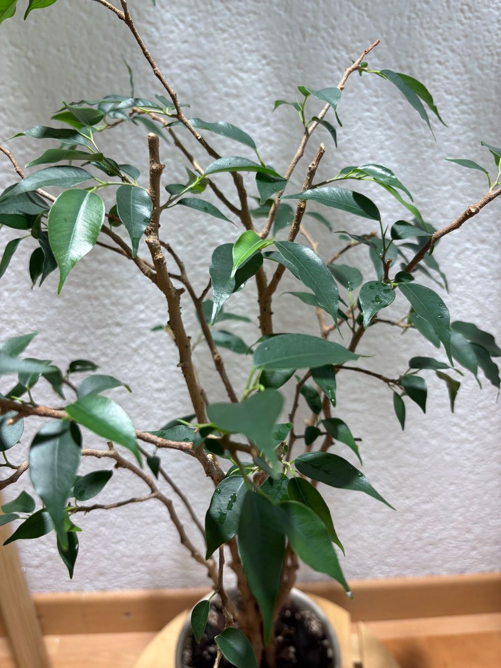 Piante & sementi: Ficus Benjamina – Usato da Bonstetten venduto da sam_jt9j 4