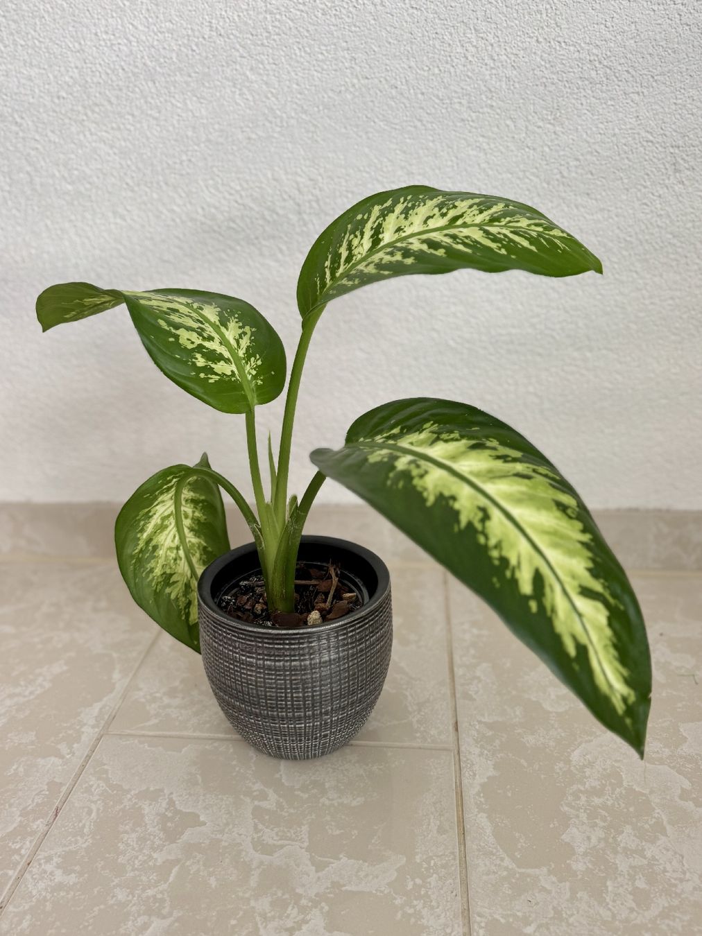 Piante & sementi: Dieffenbachia – Nuovo (secondo la descrizione) da Bülach venduto da Bloom_Witch 3
