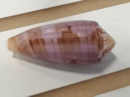 Conus circumcisus Ringkegelschnecke 62mm Muscheln Cebu