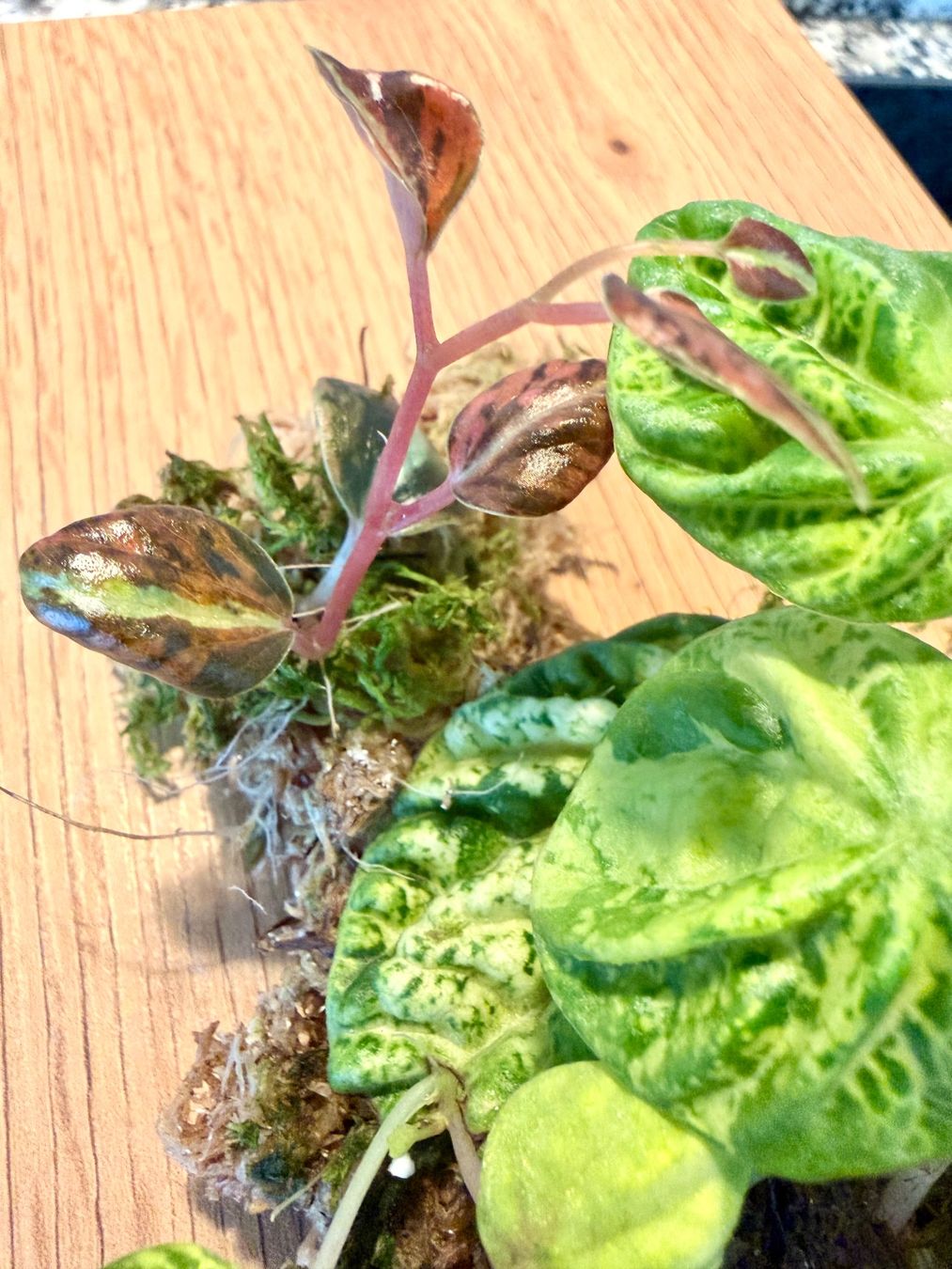 Piante & sementi: Peperomia diverse Ableger – Usato da Kaiseraugst venduto da dka_b97z 3