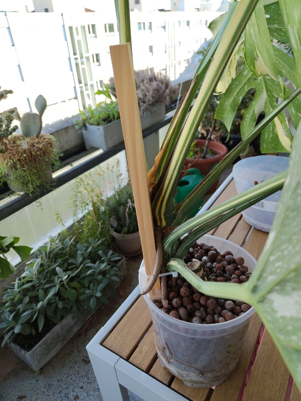 Plantes & graines: Monstera Thai Constellation Large Form – D'occasion à Bern par Cudi93 1