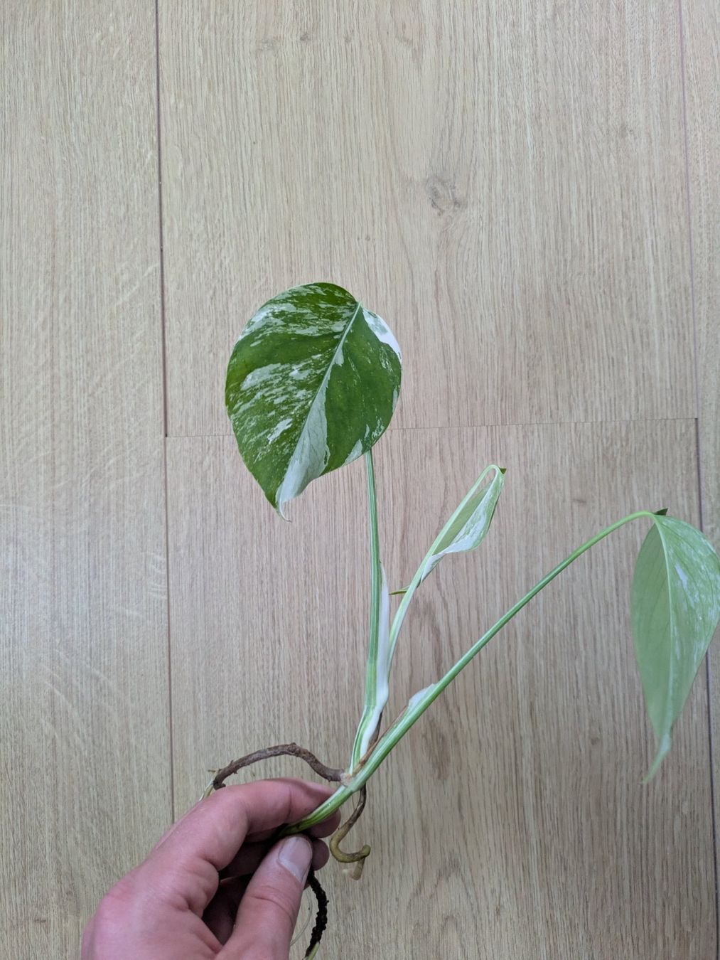 Piante & sementi: Schöne Monstera Variegata Steckling - Rare – Usato da Winkel venduto da Kade50 3