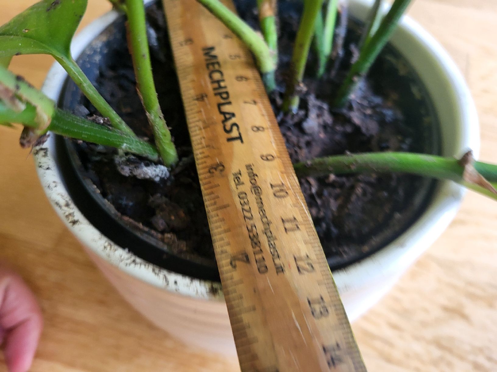 Pflanzen & Samen: Epipremnum Aureum + schöne keramik übertopf – Neu (gemäss Beschreibung) aus Zürich von sahaara01 2