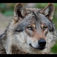 Profile image of Rolf_de_Wolf