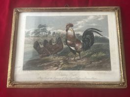 Bild Dorking Fowl mit Hahn und Hennen gerahmt 19,5 x 14,5