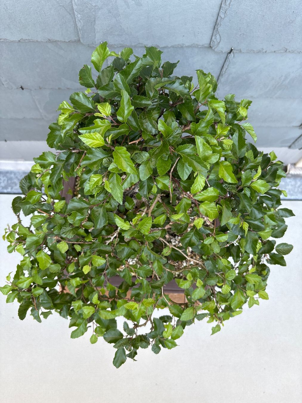 Piante & sementi: Bonsai koreanische Hainbuche – Usato da Herisau venduto da men_9hwl 2