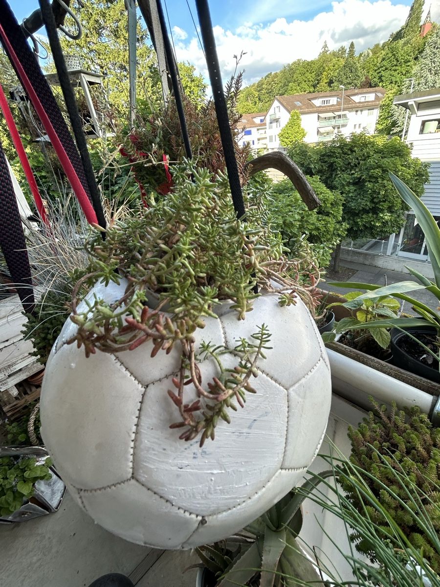Tutte le decorazioni: Blumenball – Nuovo (secondo la descrizione) da Frauenfeld venduto da Irene.Schuppli 3