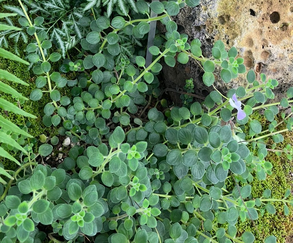Piante & sementi: Streptocarpum Saxorum – Usato da Zürich venduto da SummerUmbrage 1