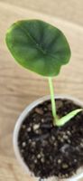 🤩Alocasia Dragon Scale Babyplant 