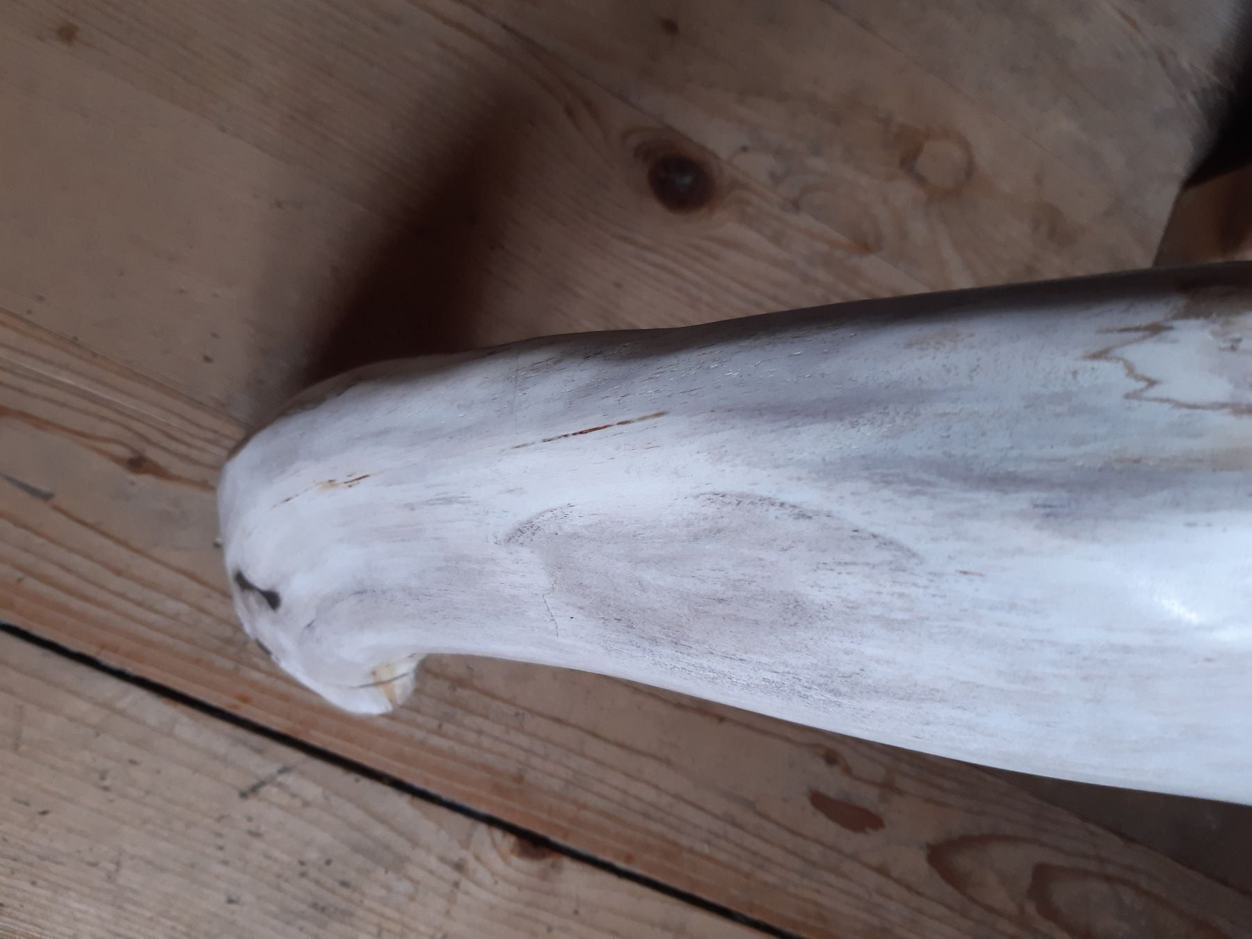 Fossili: Versteinerter Ast – Nuovo (secondo la descrizione) da Flawil venduto da Uncristalized 4