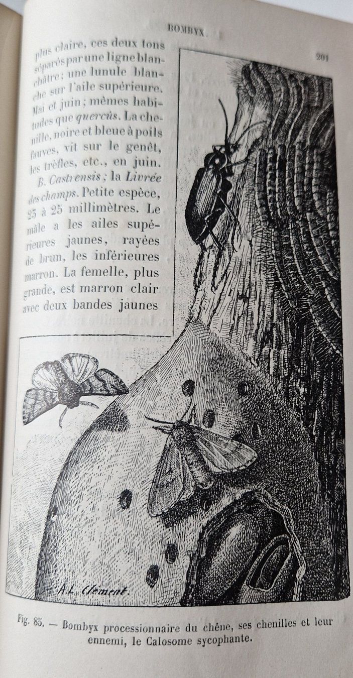 Libri: 1888 - Les papillons - livre – Usato da Fortunau (Ayent) venduto da le.baron 6