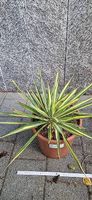 Yucca Filamentosa Variegata - Winterhart