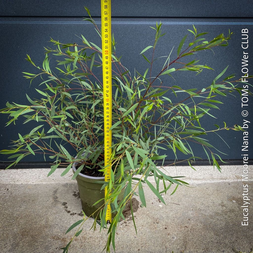 Eucalyptus Moorei Nana - winterharte Zwerg-Eukalyptus (Neu und ...