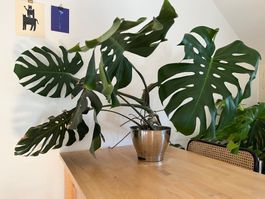Monstera