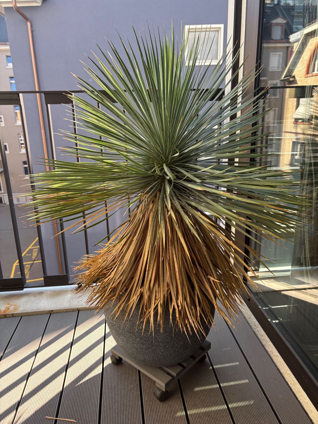 Plantes & graines: 2 grosse Yucca-Palmen im Topf – D'occasion à Zürich par Tatiana_74 1