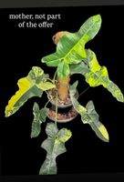 🔥 PHILODENDRON JENNIFER VAR. STEM CUTTING WITH NEW GROWTH🔥