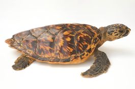 Karett-Schildkröte, juv., 30 cm