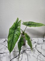 Alocasia Dragons Breath 