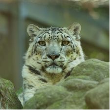 Profile image of Somebody