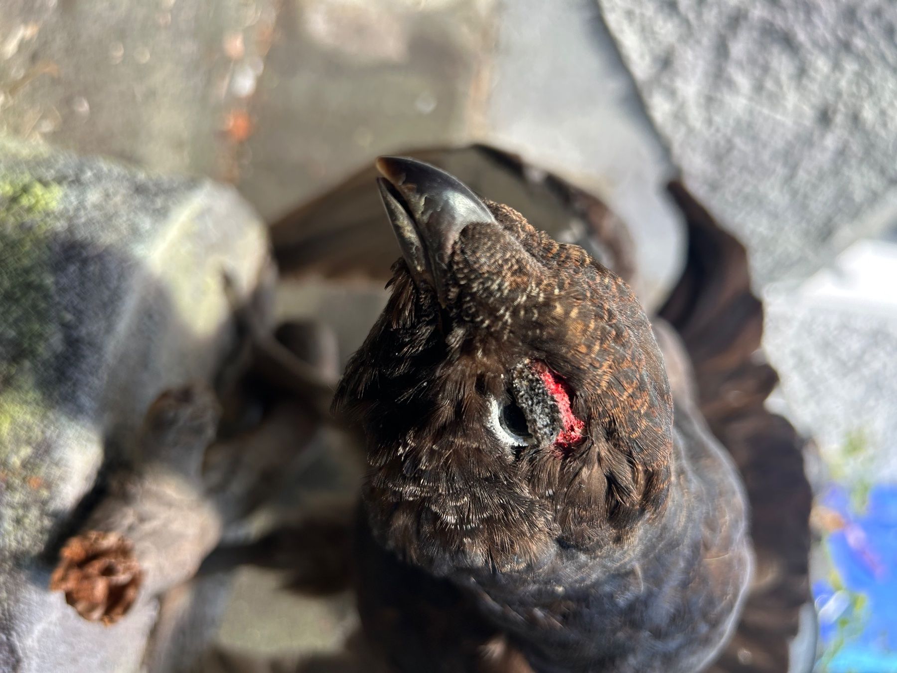 Il mondo degli animali: Birkhahn – Usato da Buchs AG venduto da Sphenodus 2