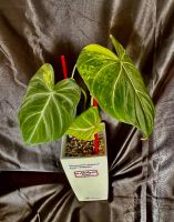 Philodendron gloriosum Aurea variegated