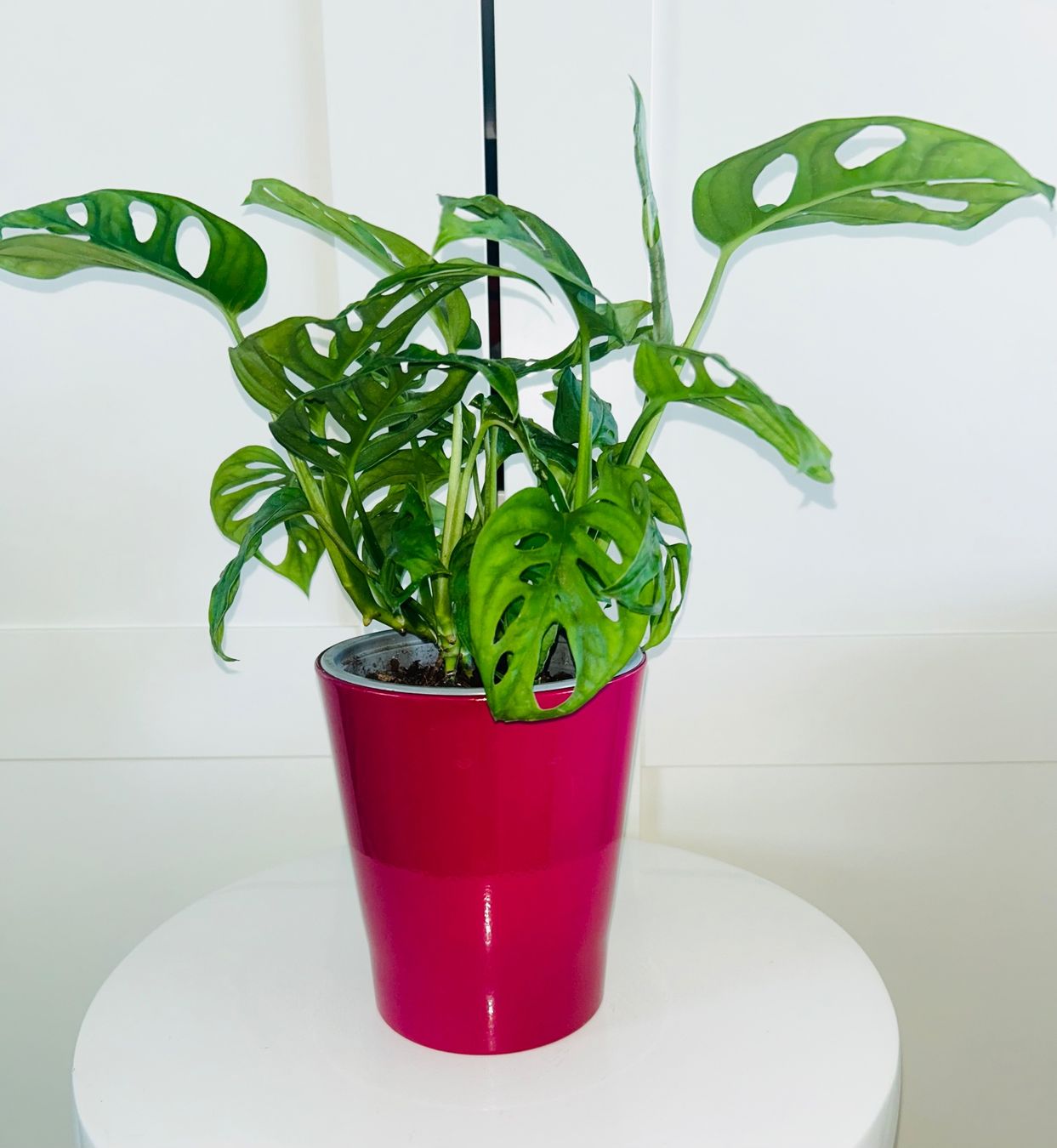 Plantes & graines: Monstera 'Monkey Leaf Monstera adansonii & ceramic cache pot – D'occasion à Kilchberg ZH par malibubeach 1