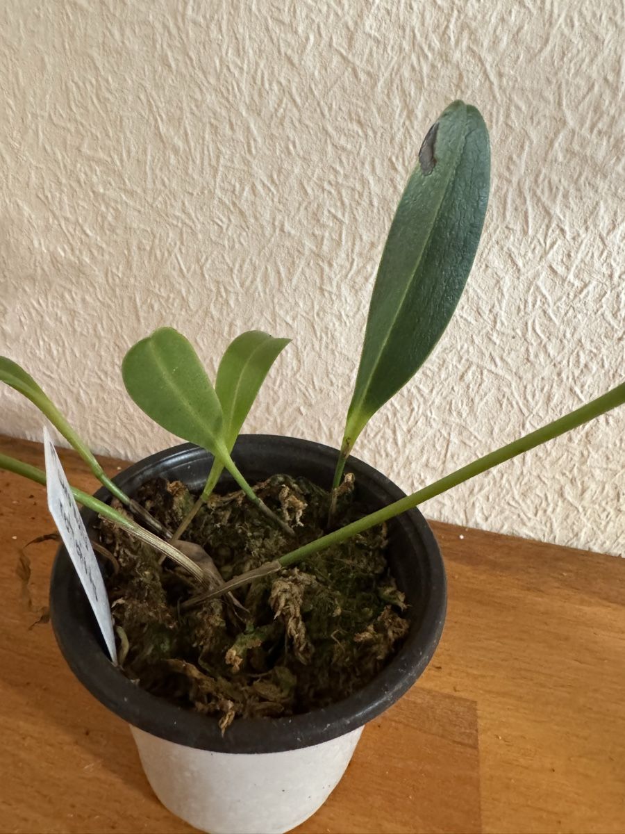 Plantes & graines: Pleurothallis restrepioides – D'occasion à Männedorf par mrclst 1