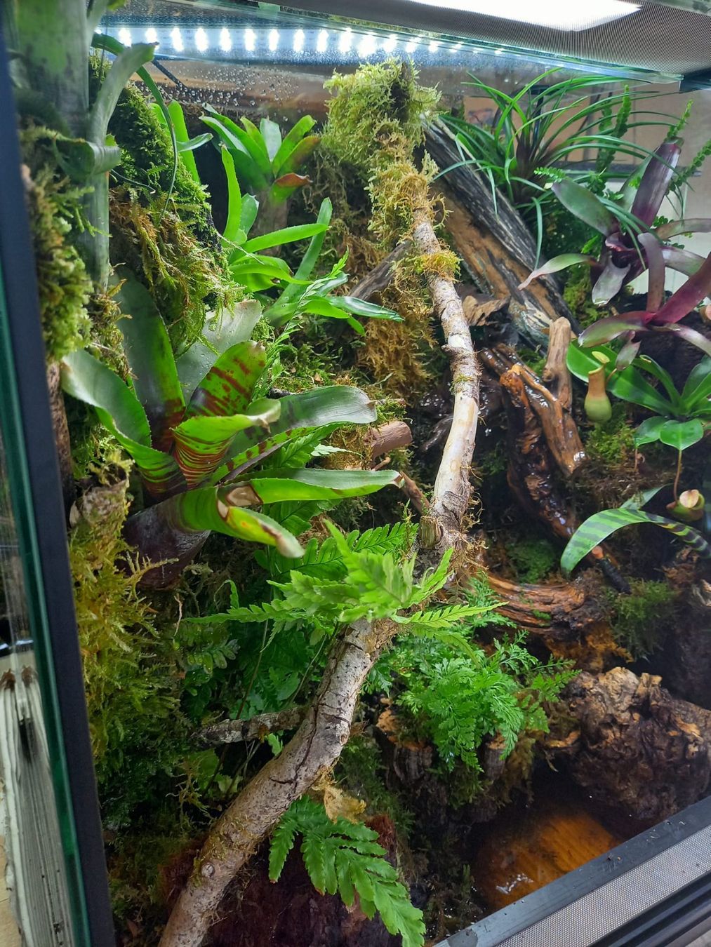 Terrario: Terrarium 60x50x60 Regenwald - NEU – Nuovo (secondo la descrizione) da Kleinlützel venduto da aller-l-ei 4