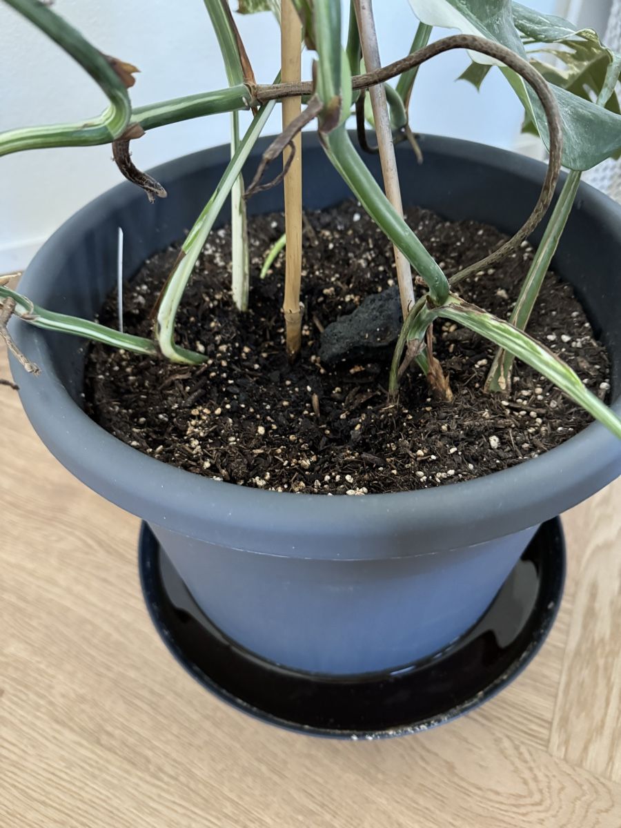 Piante & sementi: Monstera deliciosa variegata – Usato da Dietwil venduto da Steinetritt 2