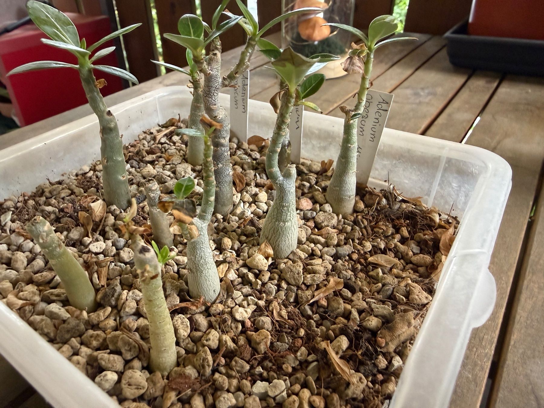 Piante & sementi: Adenium obesum Mix – Usato da Rorbas venduto da SimS0n 1