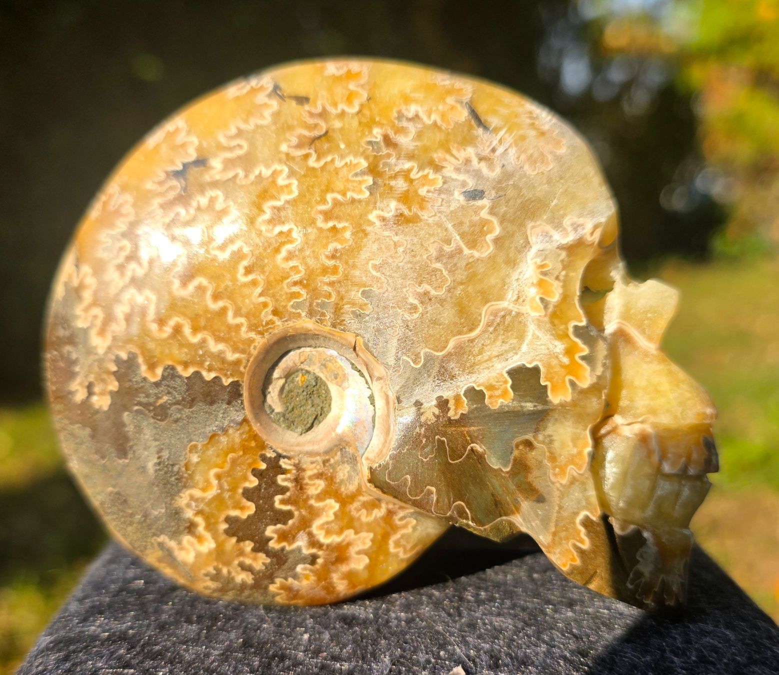 Fossilien: 🐚💀 Ammonit-Schädel Schnitzerei – Neu und originalverpackt aus Matzingen von Shay_Crystalz 1