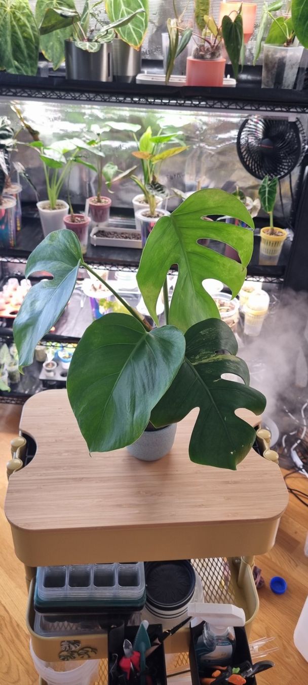 Pflanzen & Samen: 🌿 Monstera Aurea Variegata - Größe M – Neu und originalverpackt aus Wallenwil von LadyLeaf_Ellis1