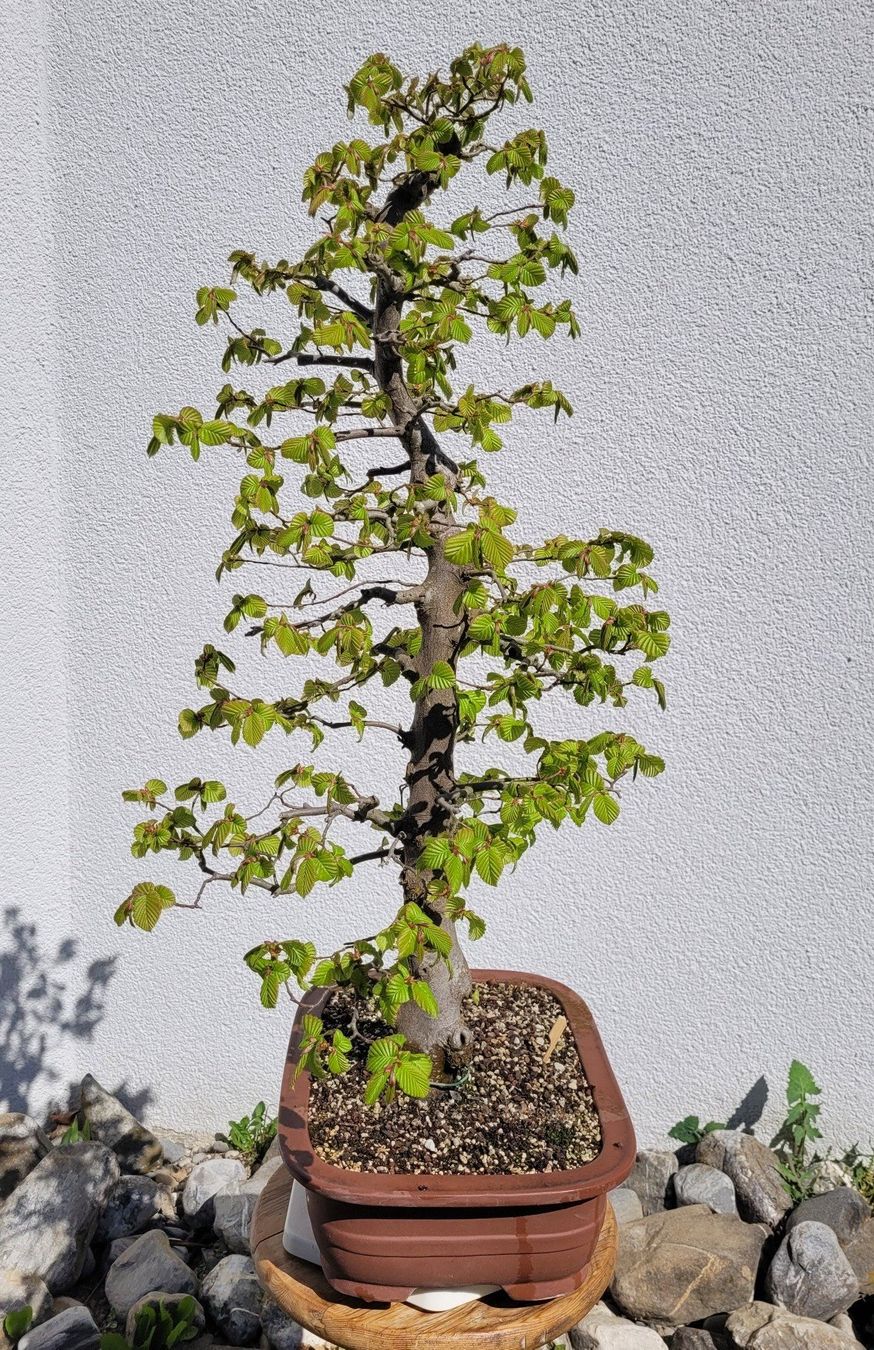 Piante & sementi: Hainbuche Bonsai – Nuovo (secondo la descrizione) da Fehraltorf venduto da 100_Konzert 3