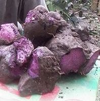 Dioscorea Alata (igname ailée) 10g