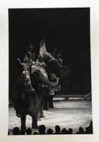 Zirkus Knie, Rapperswil, Elefanten, Foto (21x15 cm)