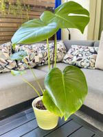 🌿 Monstera Deliciosa🌿