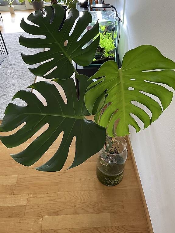 Piante & sementi: Reifer Monstera-Steckling – Usato da Bern venduto da pao_96c9