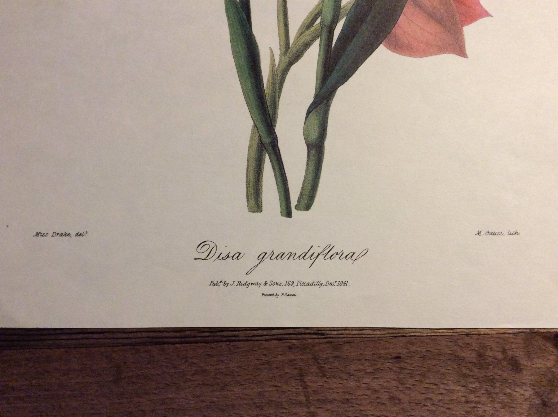 Grafica & Litografie: Planche - Histoire Naturelle , Botanique – Usato da Genève venduto da edelweiss1900 3