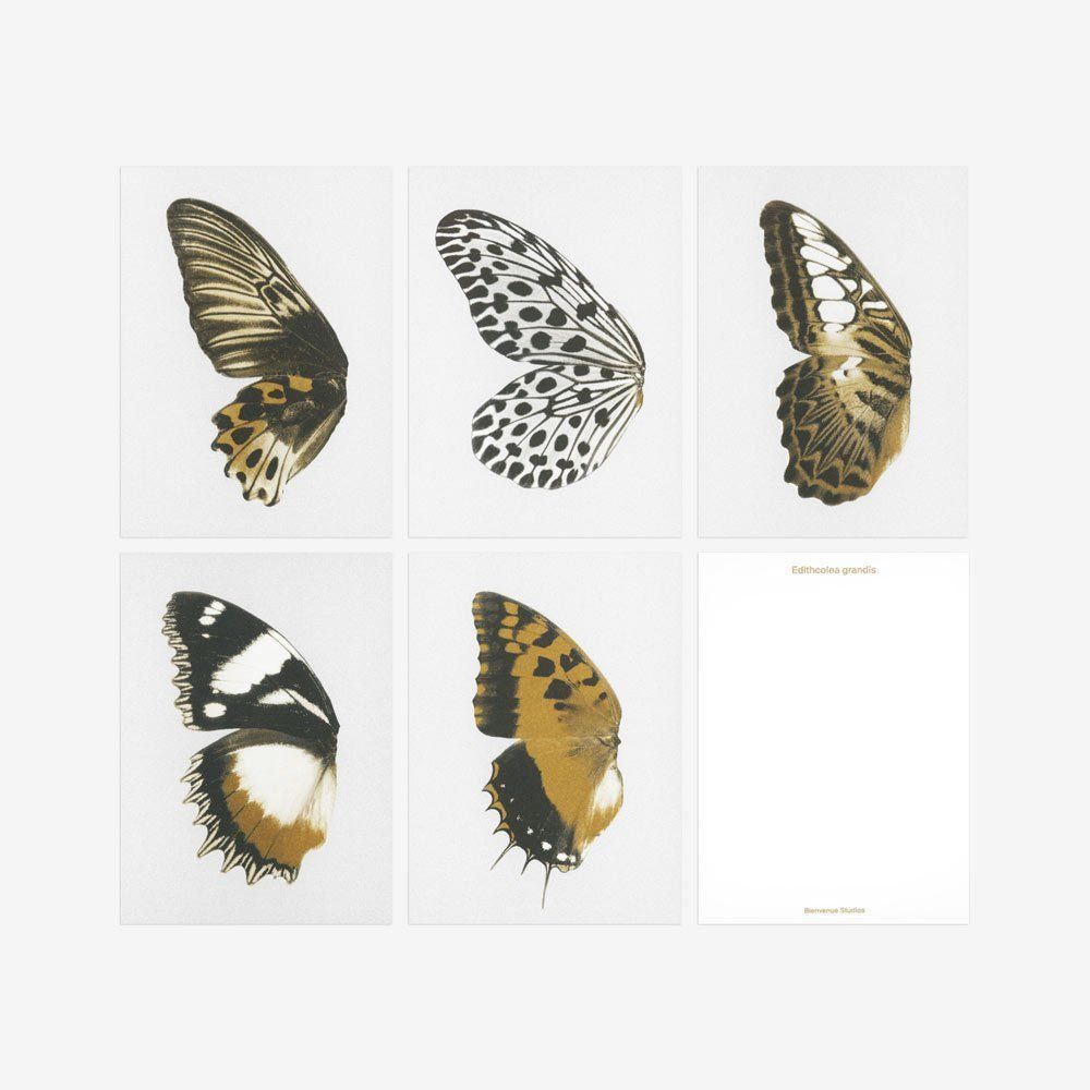 Cartoline: N° 13 Sun Fluttering – Nuovo e nell'imballaggio originale da Zürich venduto da BienvenueStudios