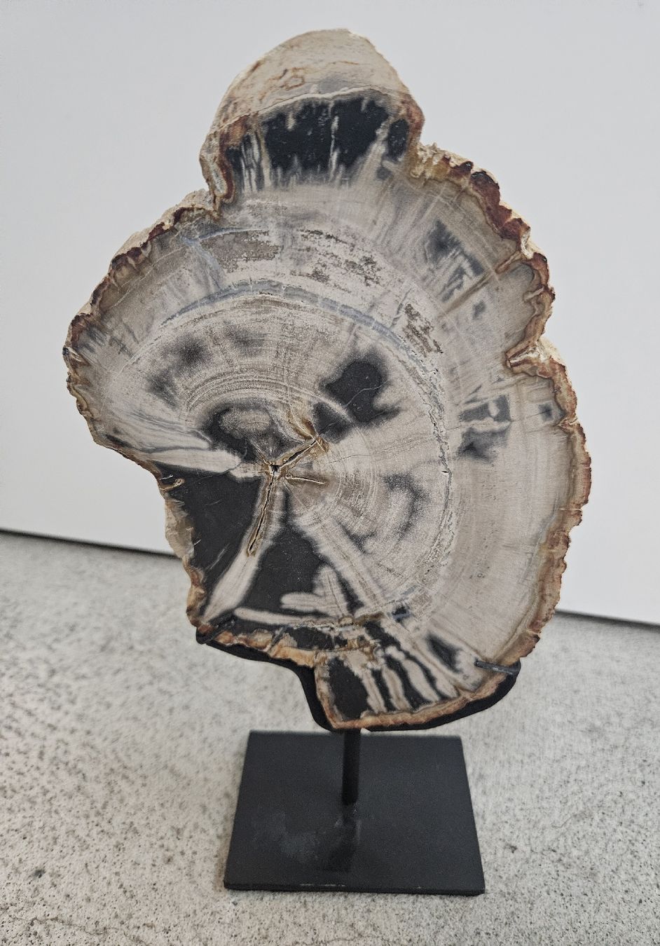 Fossiles: Versteinertes Holz auf Ständer – D'occasion à Ottikon b.Kemptthal par Jigsaw1 3