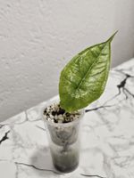 Alocasia Dragon’s Breath 