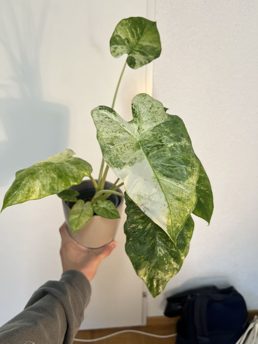 Piante & sementi: 🤩Alocasia macrorrhiza 'Splash'  – Usato da Regensdorf venduto da leo_yk2x