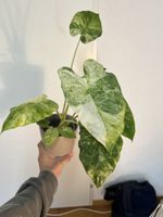 🤩Alocasia macrorrhiza 'Splash' 