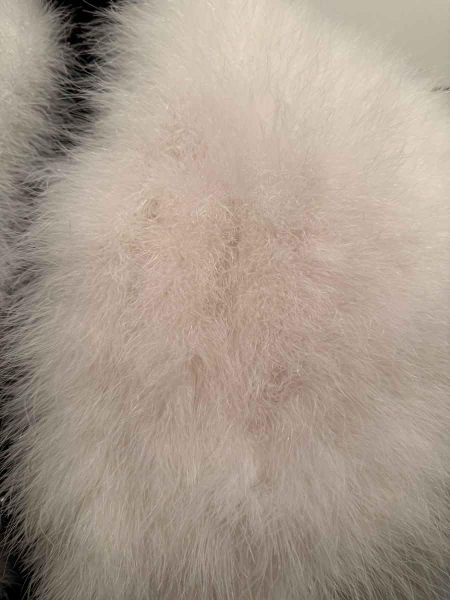 Foulard & Sciarpe: Feder Stola / elegante Stola – Usato da Olten venduto da ale_nb2x 5