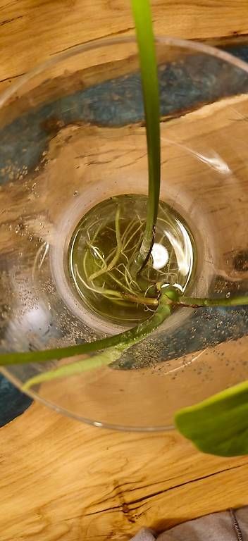 Piante & sementi: 1 Albino Monstera, 2 Normale – Usato da Zürich venduto da ale_xxz7 4