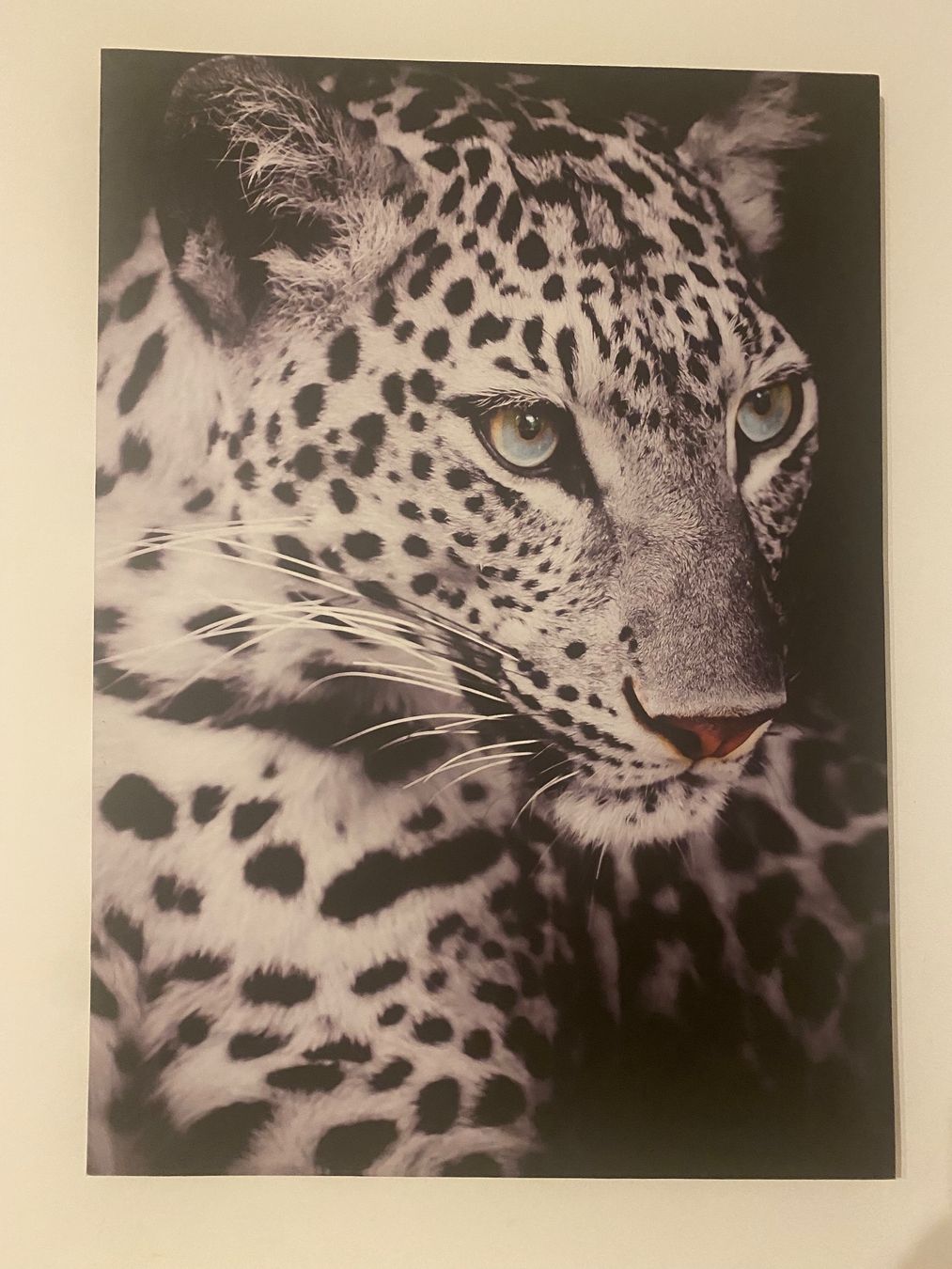 Foto & Immagini: Leopard Leinwandbild – Nuovo (secondo la descrizione) da Zürich venduto da yas_267r