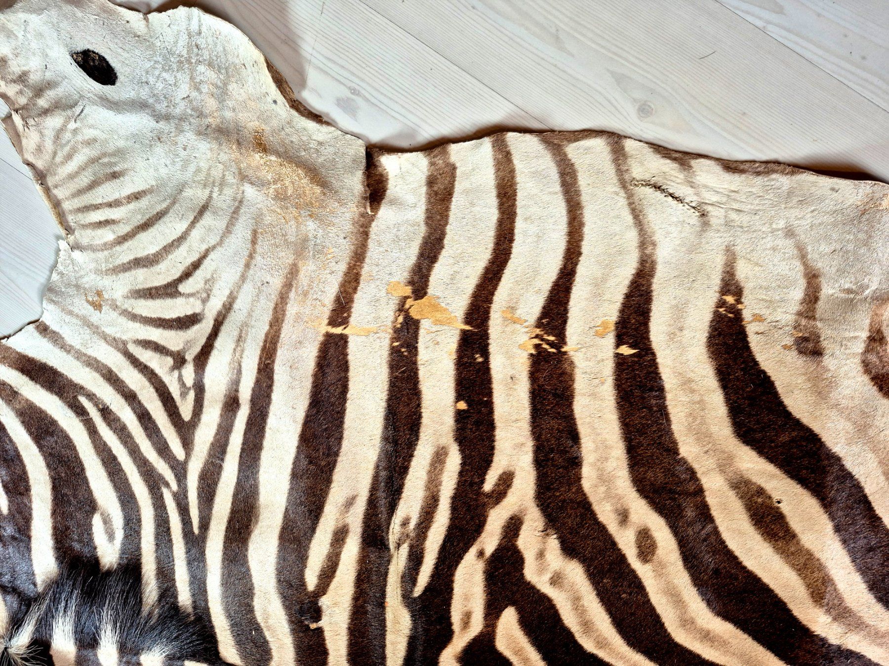 Il mondo degli animali: Veritable peau de zebre Burchell/ Echtes Burchell Zebrafell – Usato da Treyvaux venduto da Kbh2000 5