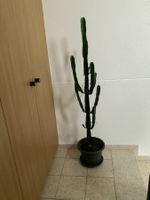 Schöne Euphorbia Kakteen 🌵 Zimmerpflanze 👍🏼 0767-742642